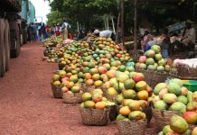 Filière mangue : un plan quinquennal structuré en 04 axes stratégiques élaboré au Togo