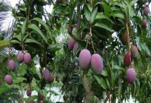 Togo : organisation de la filière mangue