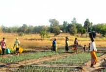Réalisation des Zaap : les paysans dans la Kara, un exemple parfait