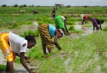 Togo : 39% de croissance des revenus des agriculteurs en 07 ans