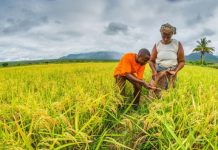 De grandes ambitions pour la filière riz au Togo