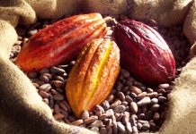 Nouvelle hausse des exportations du Café-Cacao en 2022