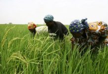Soutien gouvernemental à la filière riz
