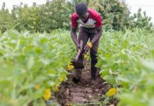 L’horticulture, la nouvelle vocation du Togo