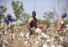 Afrique : concertation sur la professionnalisation de la filière coton à Lomé