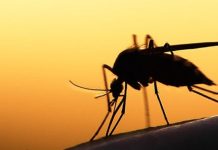 Attention ! plusieurs cas de dengue détectés au Togo