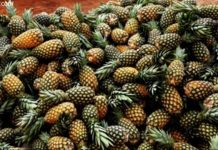 Togo : en avant le soja, l’ananas…