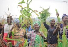 Souveraineté alimentaire : l’agropole de Kara joue sa partition
