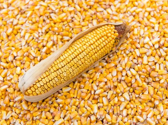 Production céréalière et vivrière : Il y a du mieux d’une année à une autre