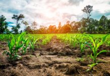 Afrique de l’ouest : Lomé abrite une formation des experts à l’élaboration des calendriers de cultures agricoles