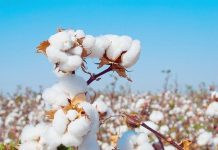 Togo : la filière cotonnière retrouve des couleurs