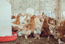 Production animale : les Plateaux champions du Togo