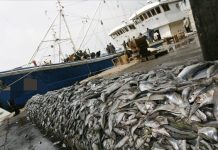 Au Togo, la production halieutique a le vent en poupe, les pêcheurs jubilent