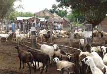 Togo : la production animale évolue de façon croissante