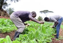 Togo : vers une concrète amélioration du conseil agricole
