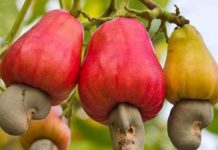 La production d’anacarde dépasse toutes les attentes au Togo