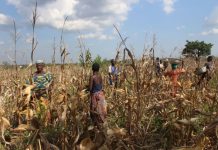 Zaap : la population togolaise rurale vit de la terre