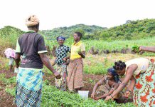 Togo : l’entrepreneuriat féminin dans le secteur agricole se développe