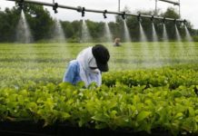 Togo : le ministère de l’agriculture recrute 300 techniciens