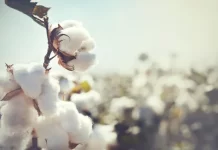 Togo : Olam et FNGPC ensemble pour le succès de la nouvelle campagne agricole