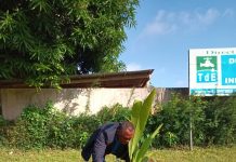 Togo- Journée de l’arbre 2024: Tradition respectée à la Togolaise des Eaux