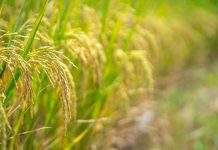 Togo : appui de la BOAD aux agropoles