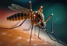 Santé : des cas de dengue enregistrés au second trimestre