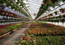 Togo : développement de l’agriculture maraîchère