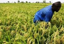Togo : un nouveau projet pour stimuler la filière du riz et accroître les revenus des producteurs