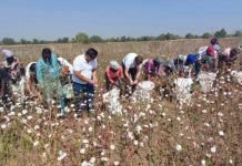 Togo : des milliers de producteurs de coton propulsés par un vaste projet