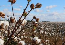 Production du Coton : projection sur ce projet de grande envergure