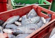 Togo : une stratégie de développement durable pour la pêche et l’aquaculture