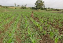 Togo : bilan d’une production vivrière en pleine expansion