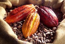 Togo : des plans de développement en cours de validation pour les filières café et cacao