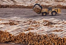 Le bois est désormais transformé au Togo