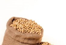 Avec Togo Soja, la filière soja est sauvée