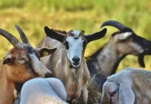 Togo : appui du FSRP aux éleveurs dans les Savanes