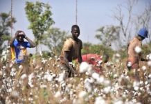 La transformation du coton togolais devient une réalité grâce au parc textile