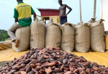 Togo : de grandes ambitions pour la filière café et ses producteurs