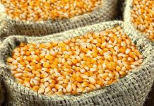 Sécurité alimentaire : 19 milliards pour l’intensification des efforts en 2025