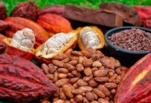Café-cacao : voici les prix indicatifs pour la période 16 au 31 mars 2025