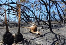 Feux de brousse : maux récurrents d’extinction des espèces sauvages protégées