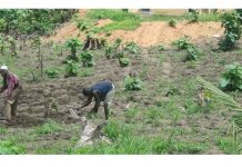 Les agriculteurs togolais couverts par un produit d’assurance