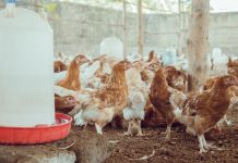 Elevage : des infections de volailles déclarées dans trois préfectures du Togo