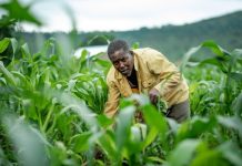 Recensement agricole : des chiffres révélateurs sur les défis du monde rural togolais