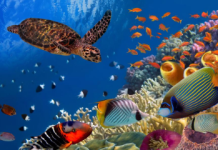 Recherche scientifique sur les milieux marins et côtiers : WACA ResIP finance 10 projets au Togo