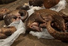 Péril dangereux et destructif des pangolins responsables de la santé de l’écosystème