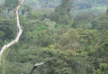 Gérer durablement les forêts pour mieux affronter le climat