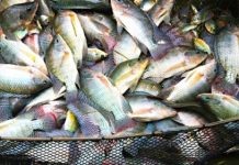 Togo : l’essor de l’aquaculture ravive l’espoir des pisciculteurs