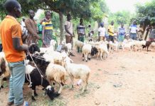 Togo : l’élevage des petits ruminants, un levier de développement rural soutenu par l’État